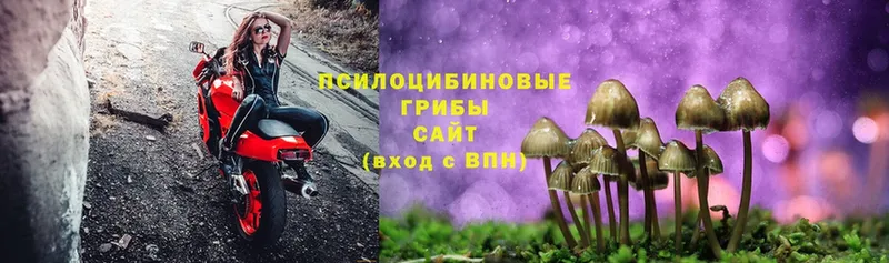 Галлюциногенные грибы Magic Shrooms  Прохладный 